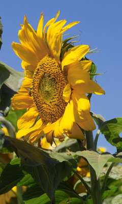IMG08479 sunflower.jpg