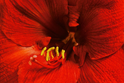 SDIM0599 pollenator.jpg