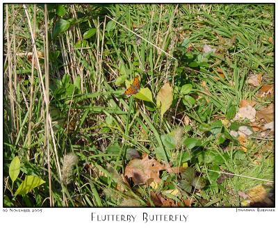 Flutterby Butterfly