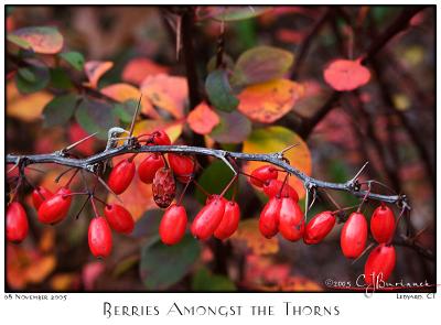 08Nov05 Berries Amongst the Thorns - 7228