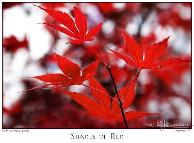 10Nov05 Shades of Red - 7246