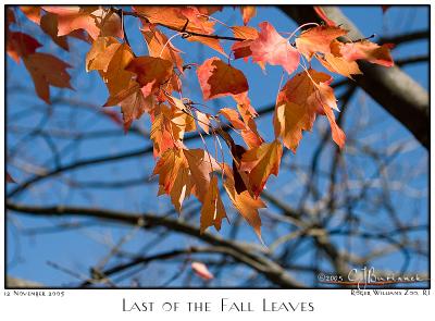 12Nov05 Last of the Fall Leaves - 7329