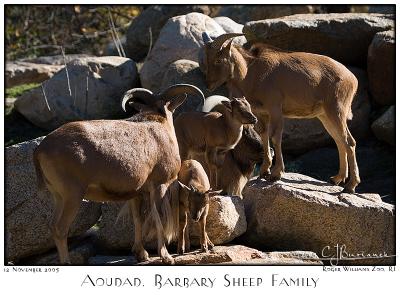 12Nov05 Aoudad Barbary Sheep Family - 7297