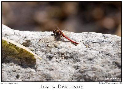 12Nov05 Leaf and Dragonfly - 7311
