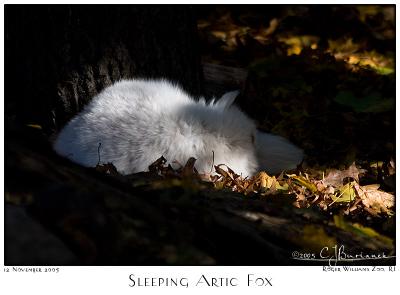 12Nov05 Sleeping Artic Fox - 7326