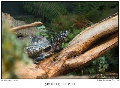 12Nov05 Spotted Turtle - 7346