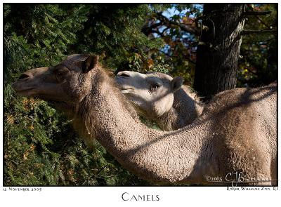 12Nov05 Camels - 7350