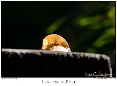 12Nov05 Leaf on a Post - 7354