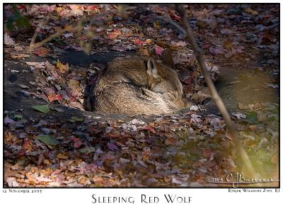12Nov05 Sleeping Red Wolf - 7356