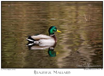 12Nov05 Beautiful Mallard - 7378