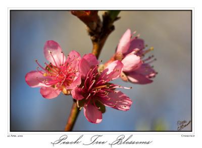 26April06 Peach Tree Blossoms - 10916