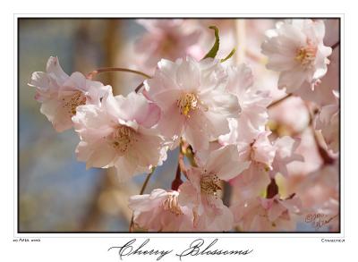 29April06 Cherry Blossoms - 10928