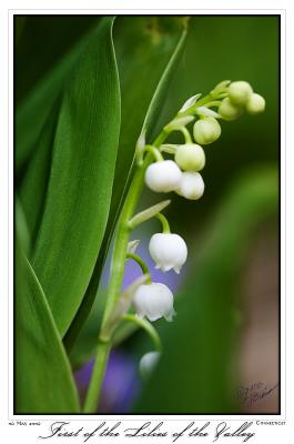 06May06 Lilies of the Valley - 11000