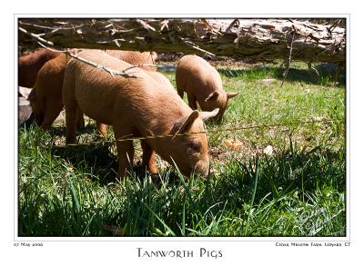 07May06 Tamworth Pigs - 11001