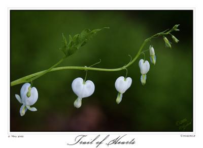 17May06 Trail of Hearts - 11074