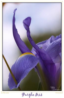 23May06 Purple Iris - 11096