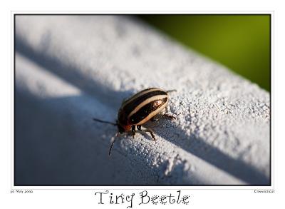 30May06 Tiny Beetle - 11307