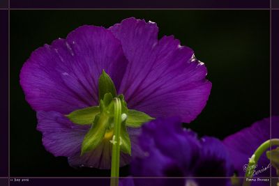 11July06 Purple Pansies -  12210