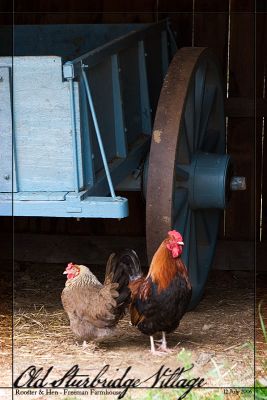 12July06 Rooster & Hen - Freeman Farmhouse - 12366