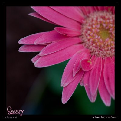 Red & Pink Flowers