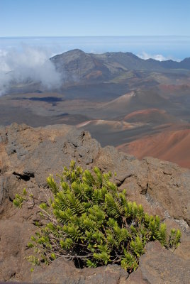 volcanic green