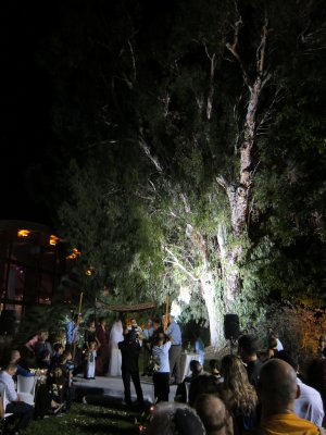 Yael and Gidi under the chupa beneath a spectacular old tree