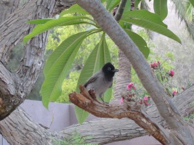 black headed bird at Ein Gedi Bottanical Gardens