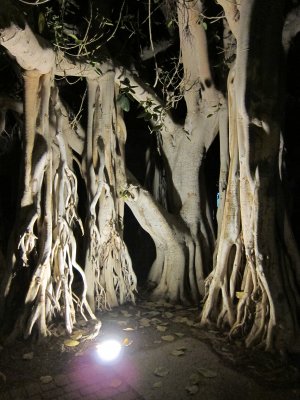 We loved this very old-looking tree-olive i think