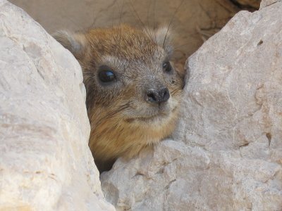 hyrax poses for the tourists