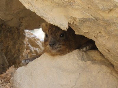 hyrax pokes head through gap in rocks
