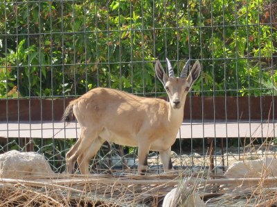 found an ibex while on our way to the old synagogue