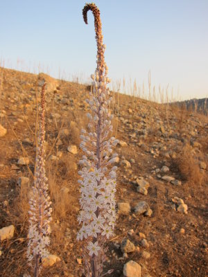 sea squill flowers on Yodfat mountain-they bloom for a short time each year, right before the first rain