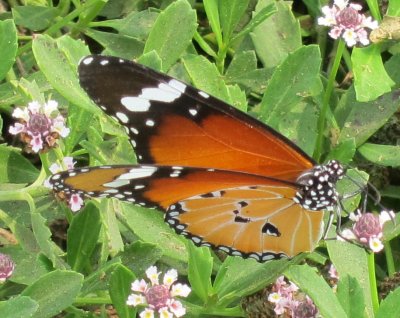 butterflies in the clover at Agamon Hula