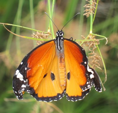 butterfly-Agamon Hula