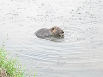 beaver trolling around the pond-Agamon Hula