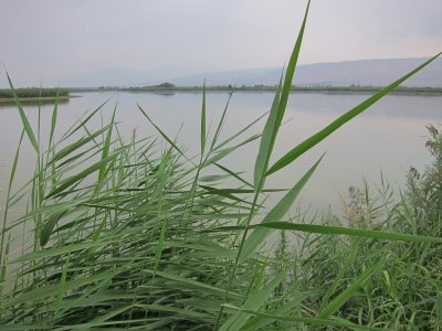 grass and Agamon Hula lake