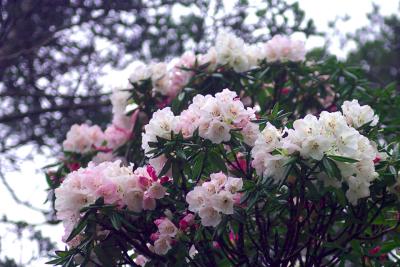 Rhododendron