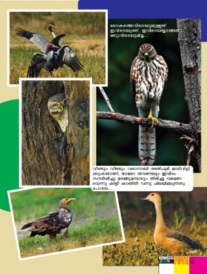 Fotowide-Oct 2009 @Bharatpur article