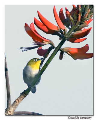 Oriental White eye-8815