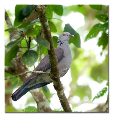 Nilgiri Wood Pigeon -9022