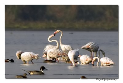Greater Flamingos -0012
