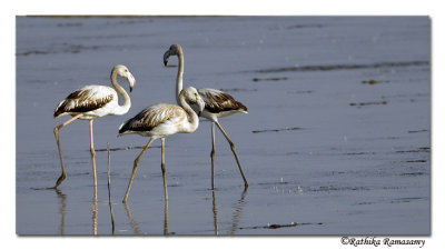 Juvenile Flamingos -9385