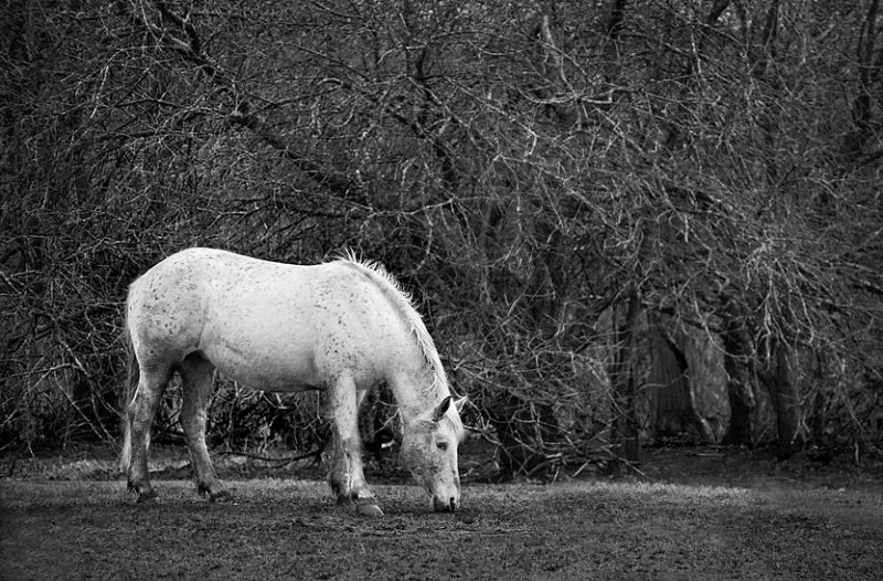 White Horse