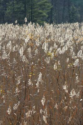 g4/87/563687/3/52262563.Plumes.2.jpg
