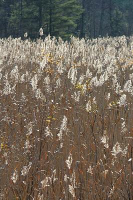 Plumes in the Sun