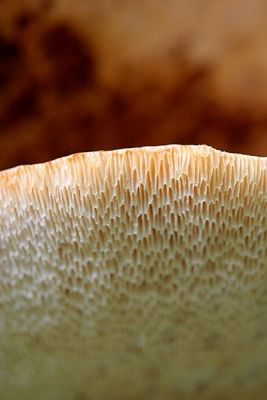 Fungus