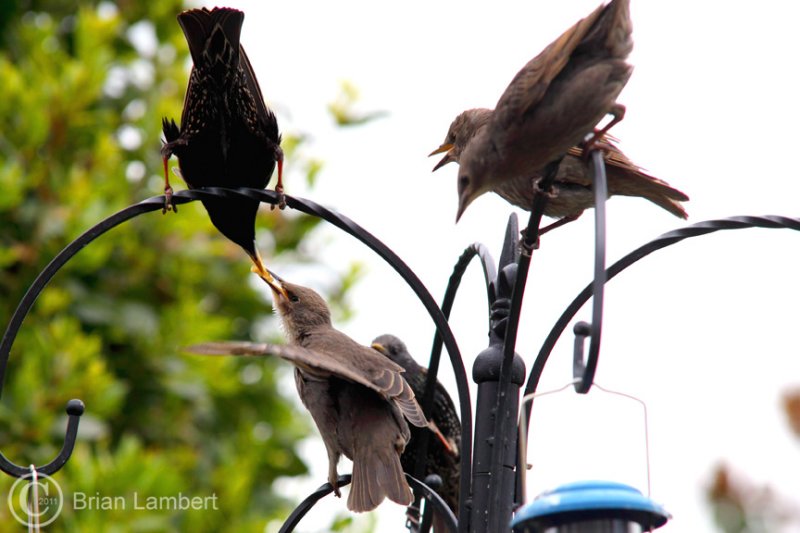 IMG_1271 Starlings