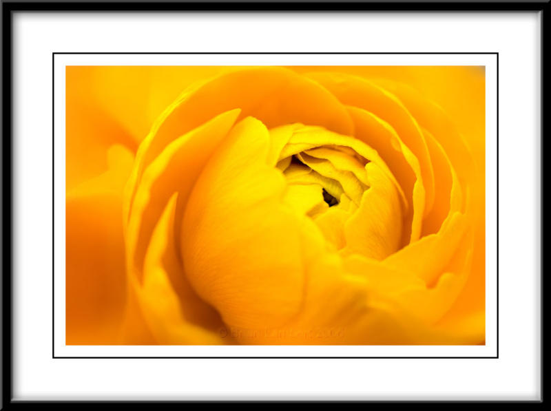 Ranunculus