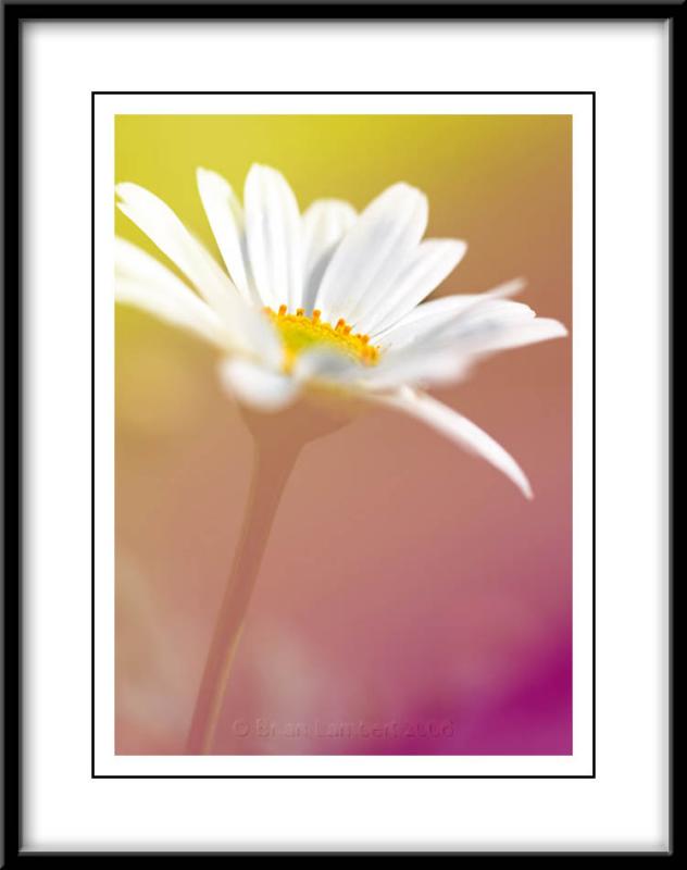 Marguerite