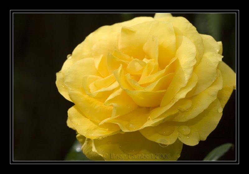 IMG_1261 Golden Wedding